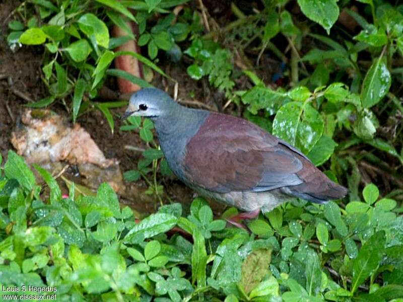 Buff-fronted Quail-Dove