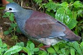 Buff-fronted Quail-Dove