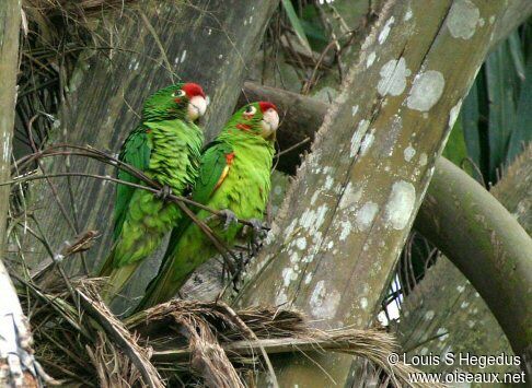 Finsch's Parakeet