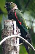 Conure de Souancé