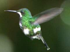 Green Thorntail