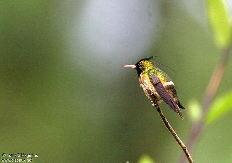 Black-crested Coquette