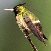 Black-crested Coquette