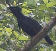 Long-wattled Umbrellabird