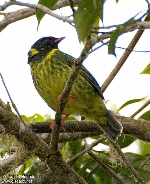 Green-and-black Fruiteater