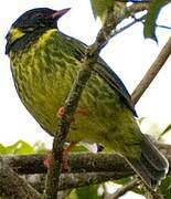 Green-and-black Fruiteater