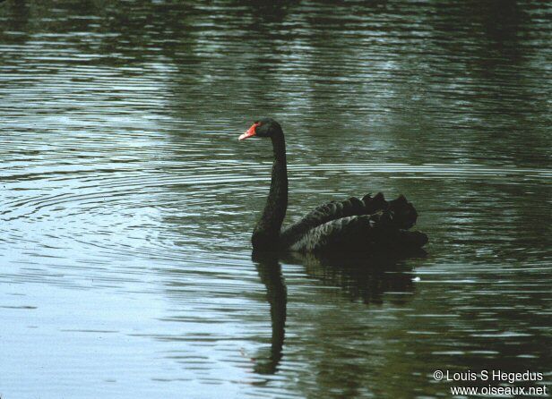 Cygne noir