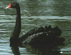 Black Swan