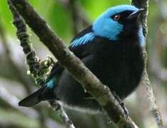 Scarlet-thighed Dacnis