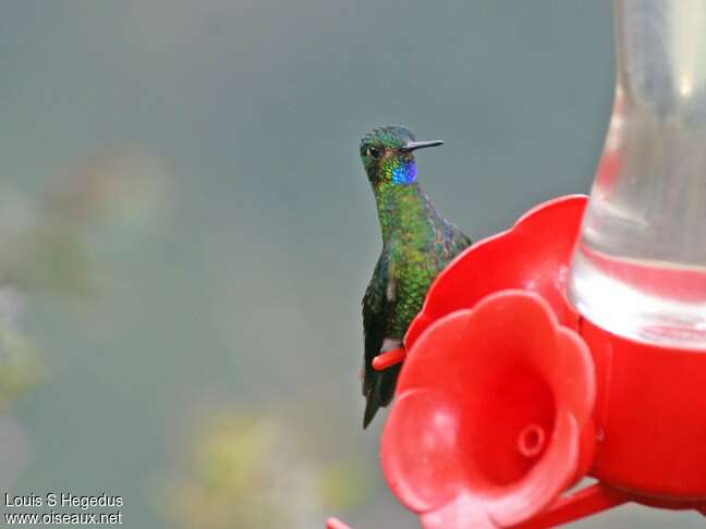 Black-breasted Puffleg