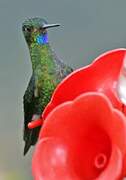 Black-breasted Puffleg