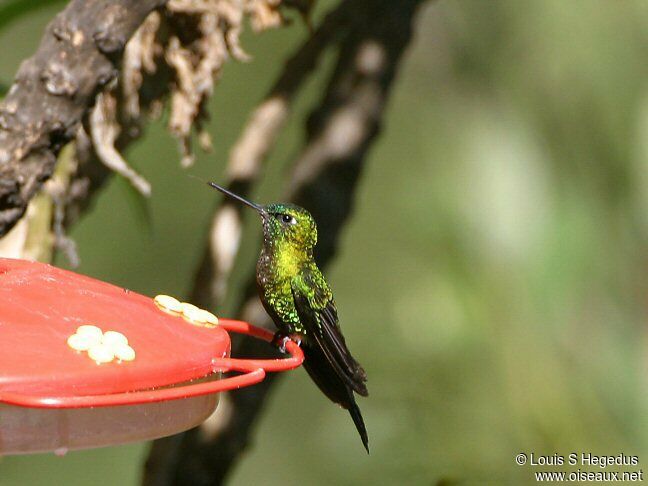 Sapphire-vented Puffleg