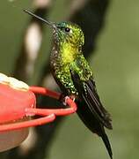 Sapphire-vented Puffleg