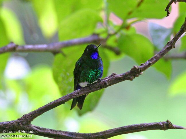 Glowing Puffleg