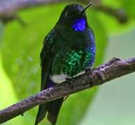 Glowing Puffleg