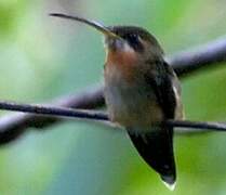 Band-tailed Barbthroat