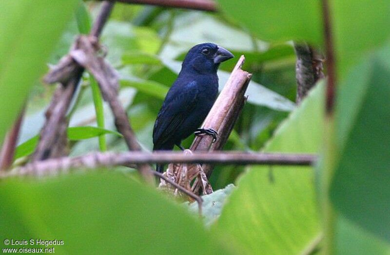 Blue-black Grosbeak