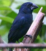 Blue-black Grosbeak