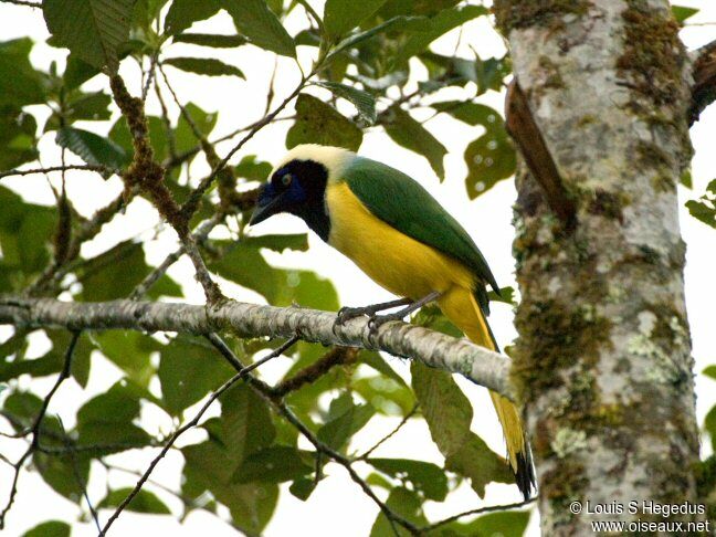 Inca Jay