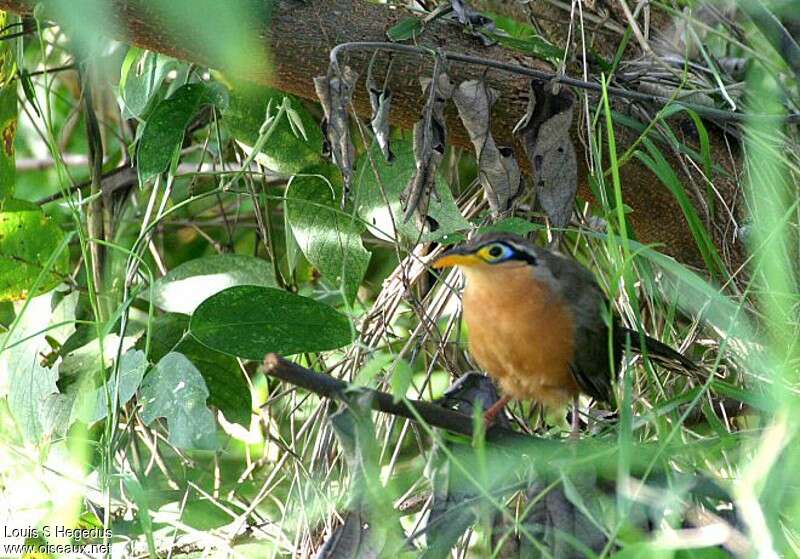 Lesser Ground Cuckoo