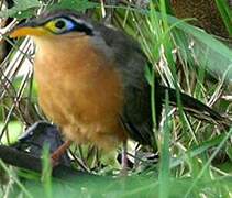 Lesser Ground Cuckoo