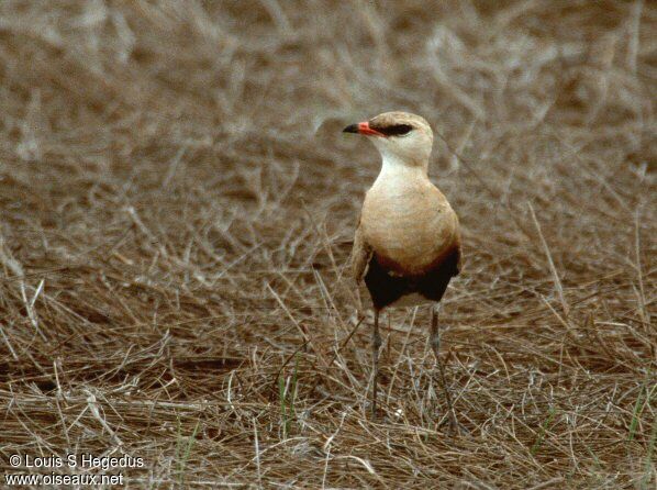 Australian Pratincole