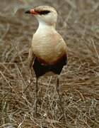 Australian Pratincole