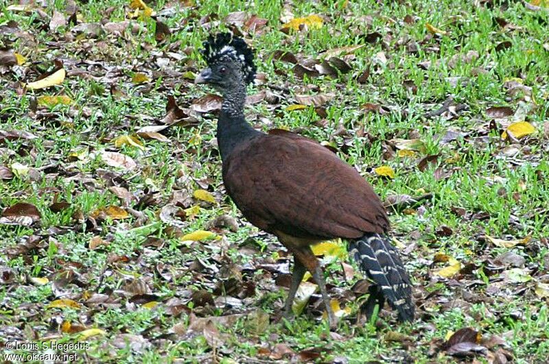 Great Curassow