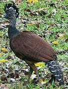 Great Curassow