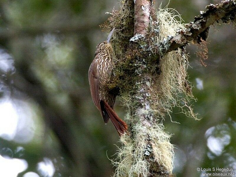 Spot-crowned Woodcreeper