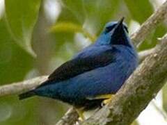 Shining Honeycreeper