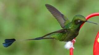 White-booted Racket-tail