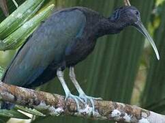 Green Ibis