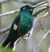 Buff-winged Starfrontlet