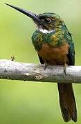 Rufous-tailed Jacamar