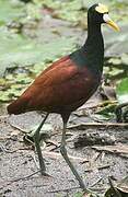 Jacana du Mexique