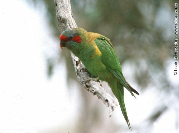 Musk Lorikeet