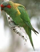 Musk Lorikeet