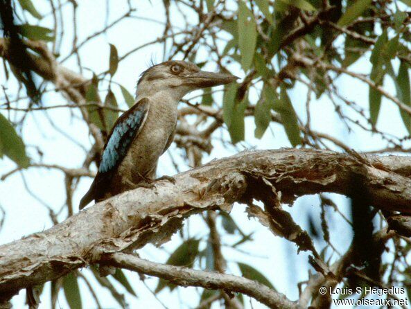 Blue-winged Kookaburra