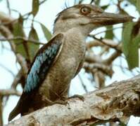 Martin-chasseur à ailes bleues