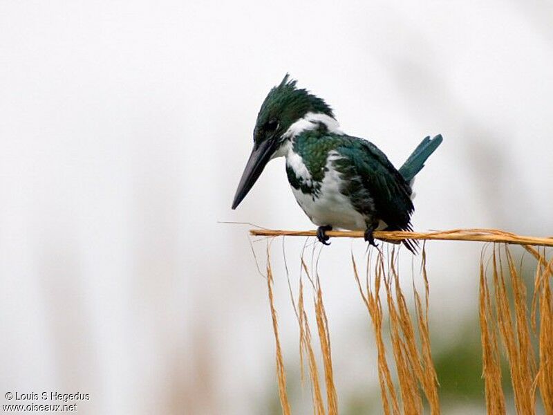 Amazon Kingfisher