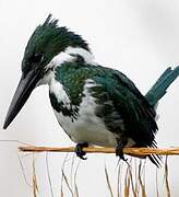 Amazon Kingfisher