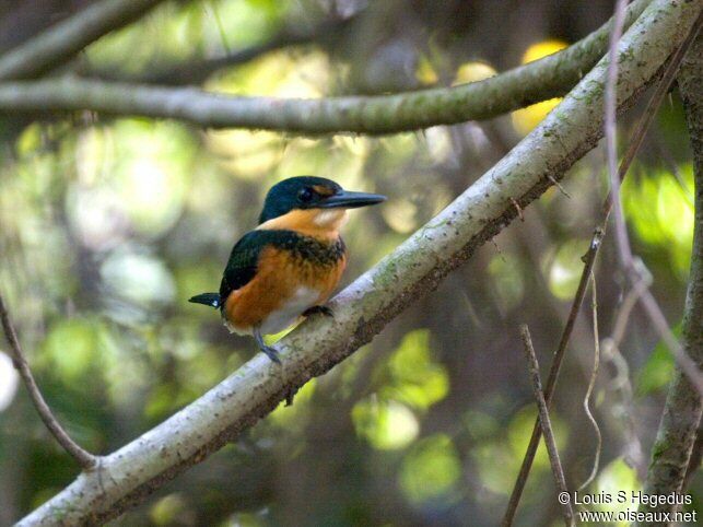 American Pygmy Kingfisher