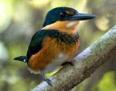 American Pygmy Kingfisher