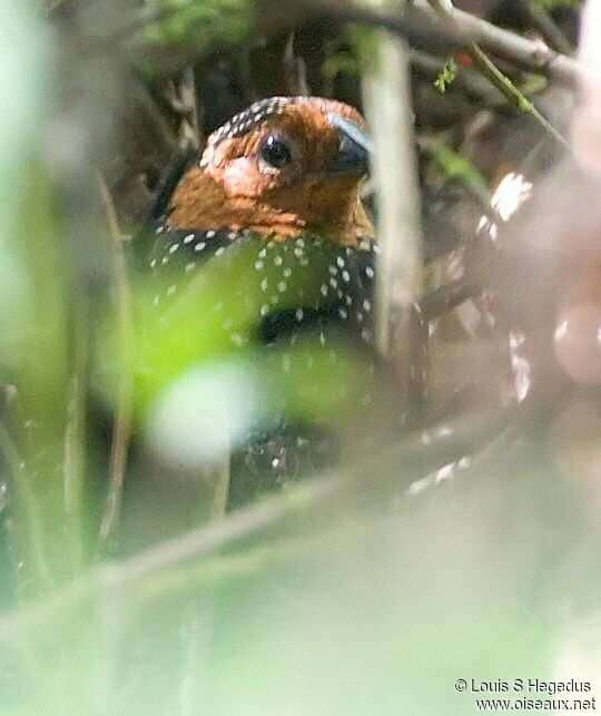 Ocellated Tapaculo