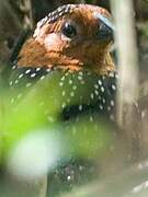 Ocellated Tapaculo