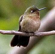 Tyrian Metaltail