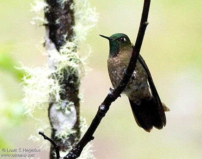 Viridian Metaltail