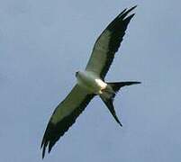 Swallow-tailed Kite