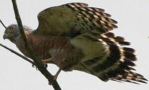 Double-toothed Kite